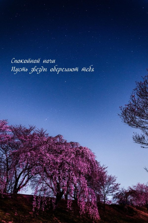 сакура дерево