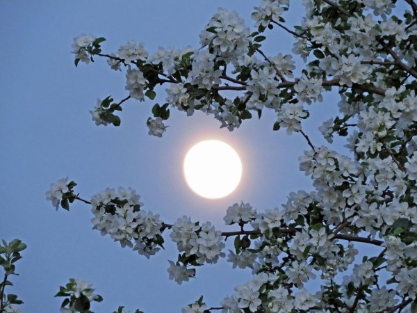 весеннее полнолуние