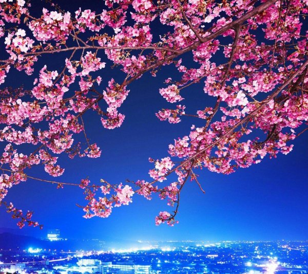 цветение сакуры