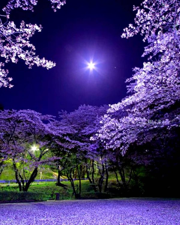 черри блоссом ночь