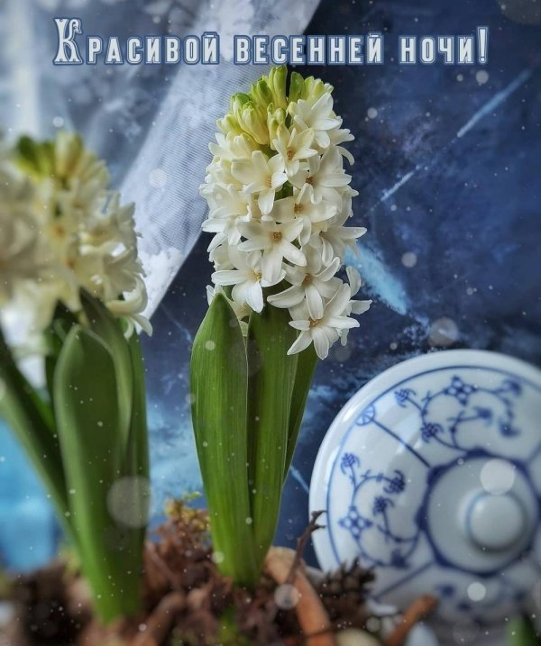 весенние ночи vip 181