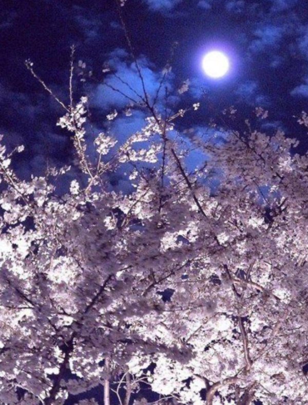 красивая луна