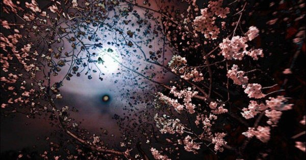 цветение сакуры