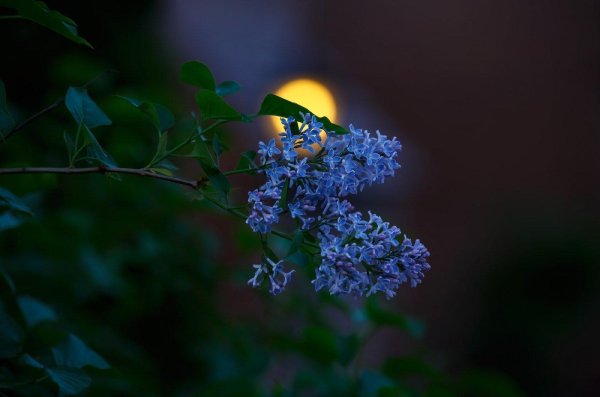 майский вечер