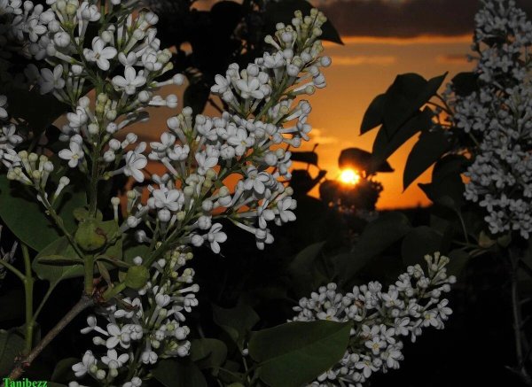 цветет черемуха