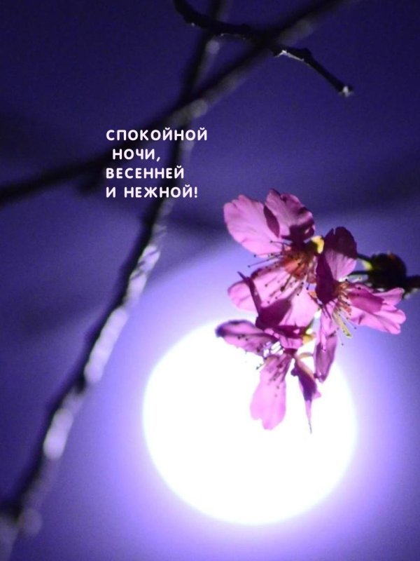 весенняя ночь