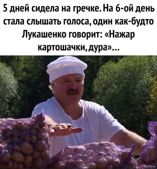 картошка лукашенко