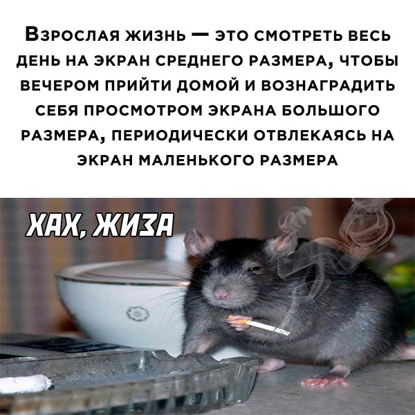 курящая крыса