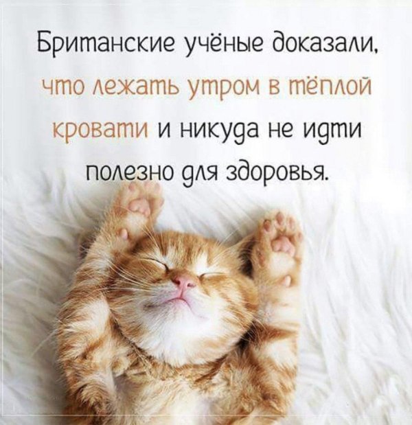 котята милые утром