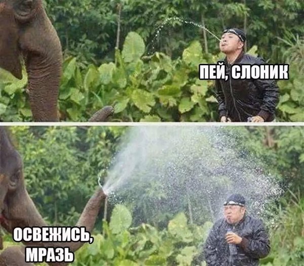 слон хобот