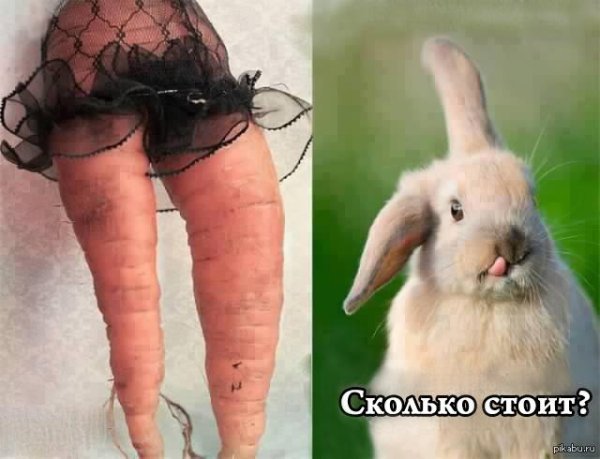 карликовый русак кролик