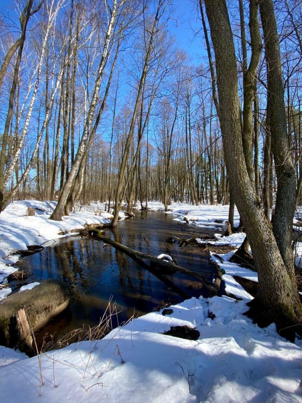 лес ранней весной