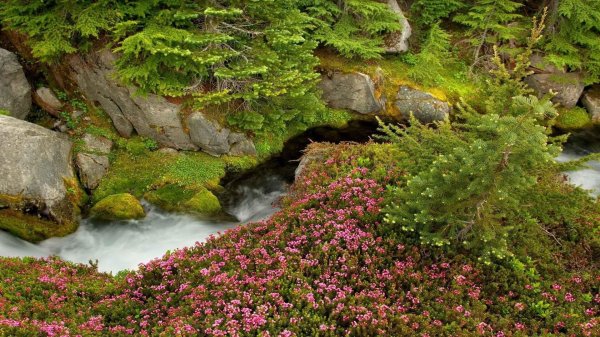 природа водопад цветы