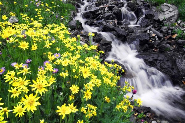 цветы горные