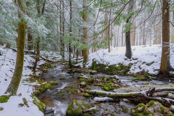 лес ранней весной