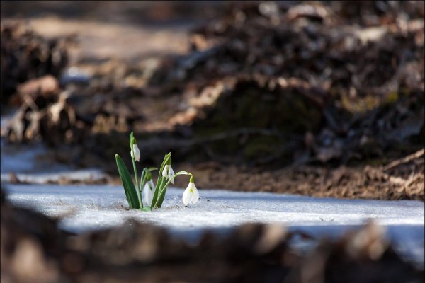 пробуждение весны