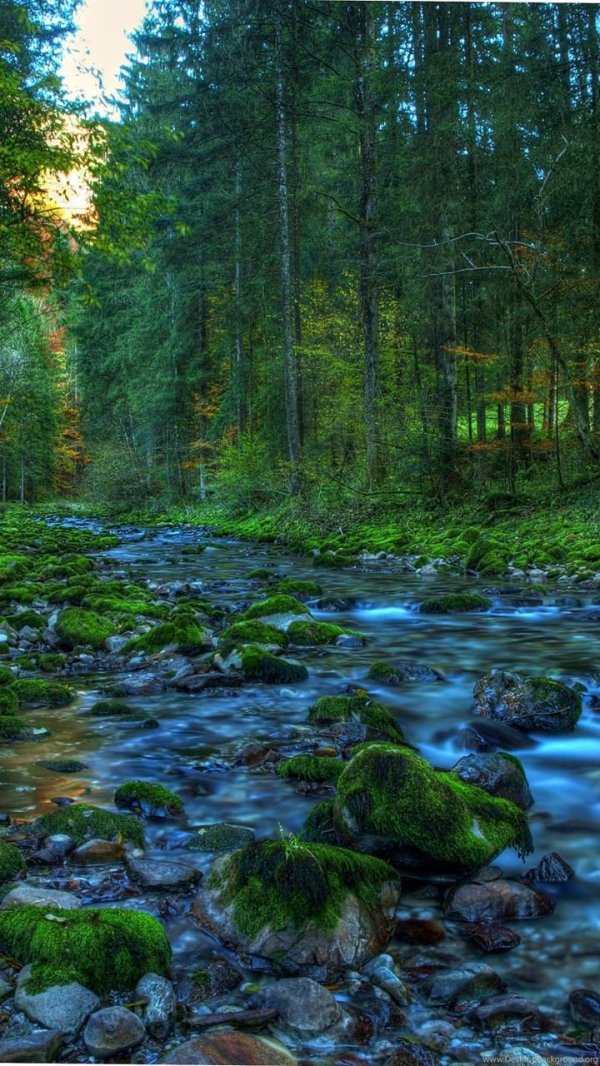 природа лес река