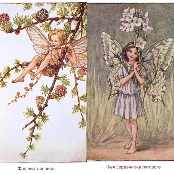 феи сесиль баркер