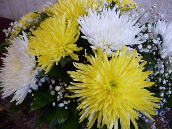 жёлтые хризантемы