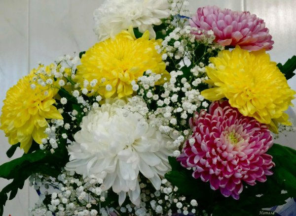 хризантема одноголовая ламира