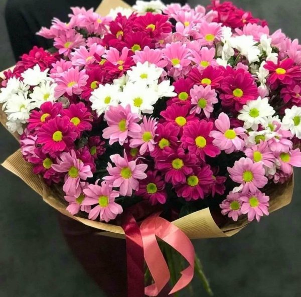 кустовые хризантемы