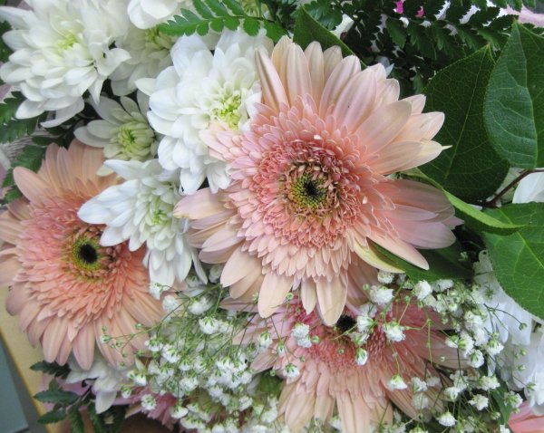 герберы и хризантемы