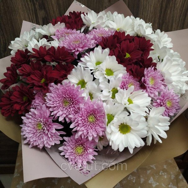 хризантема бомбардино