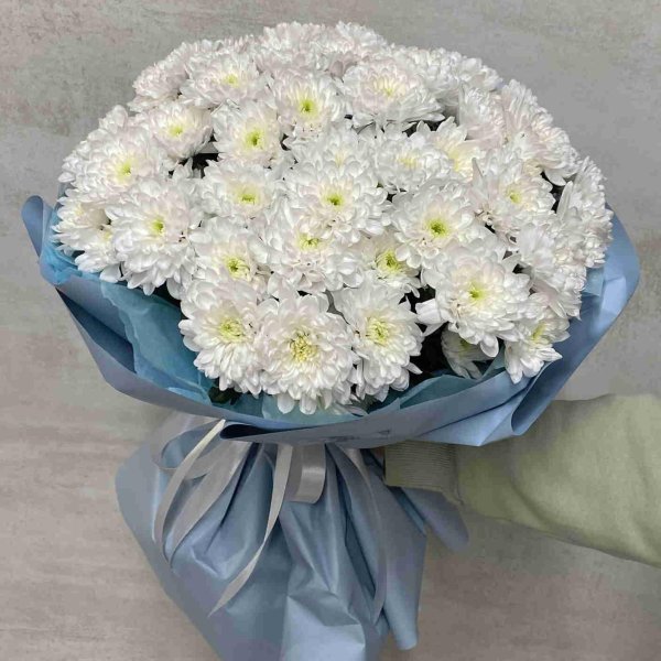 хризантемы ромашка