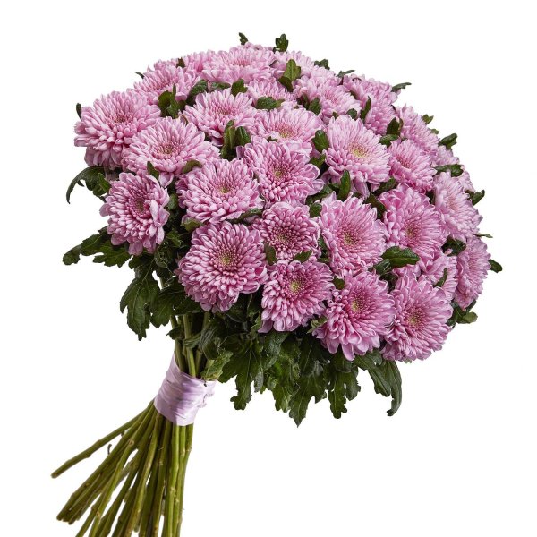 хризантема сантини крисси