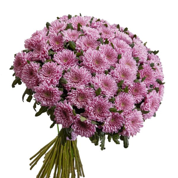 хризантема сантини ауринко