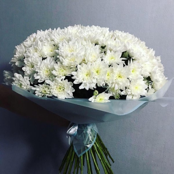 хризантема одноголовая белая