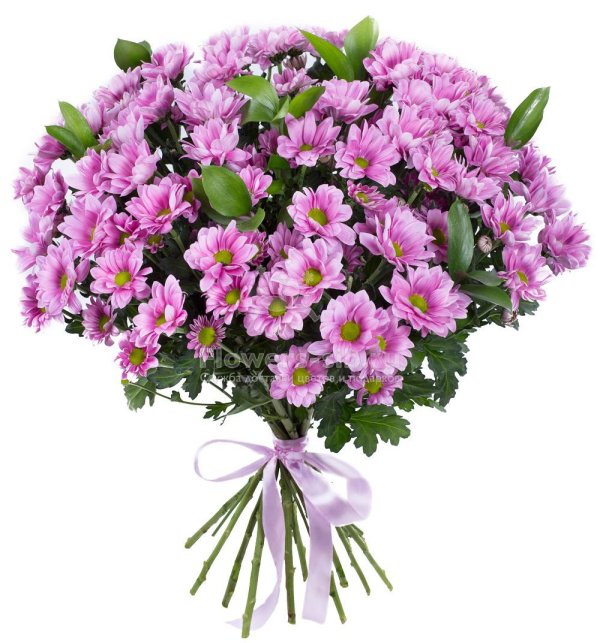 хризантема кустовая сиреневая