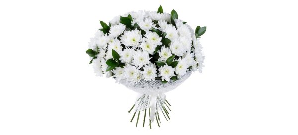 белые кустовые хризантемы