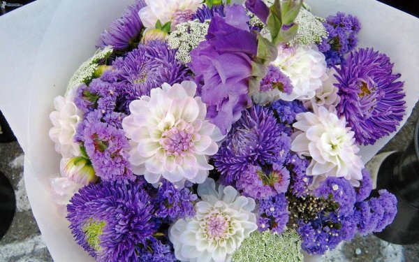 сиреневые хризантемы