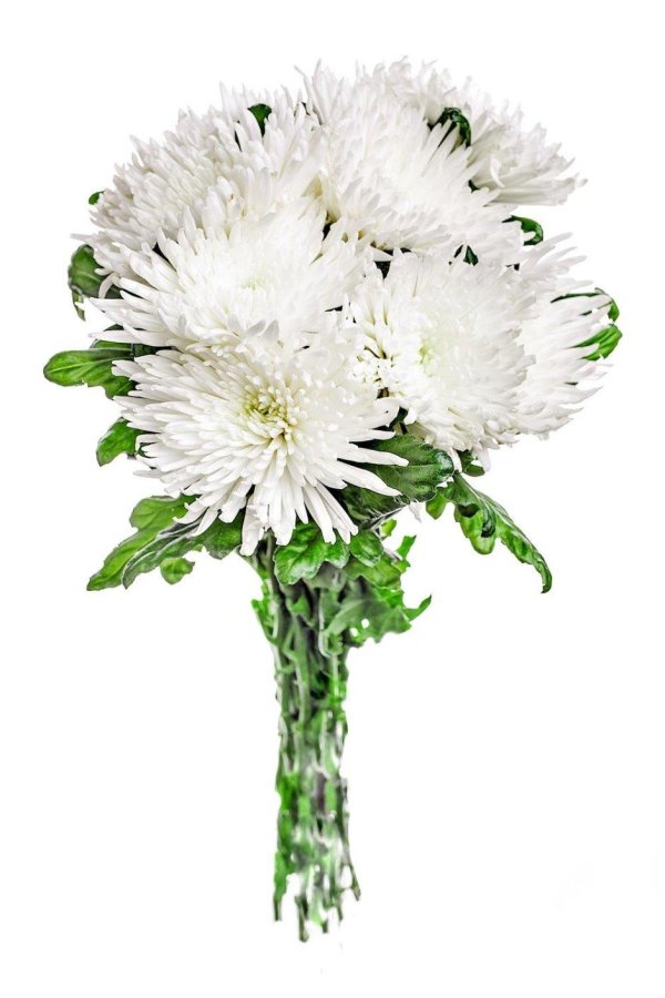 хризантема хейди вейв