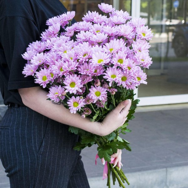 хризантема фиана кустовая