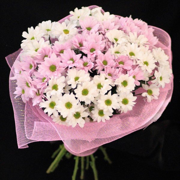 ромашковая сантини