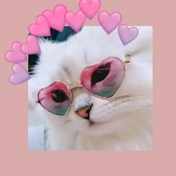 кошечка в очках