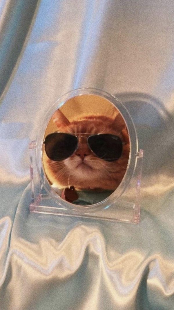 котики эстетик