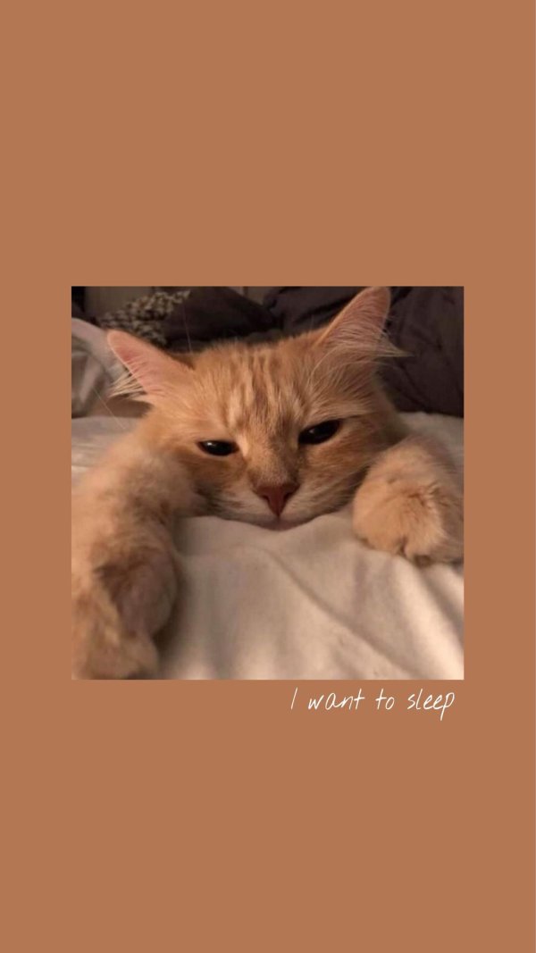 котики милые