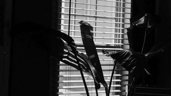 жалюзи черные