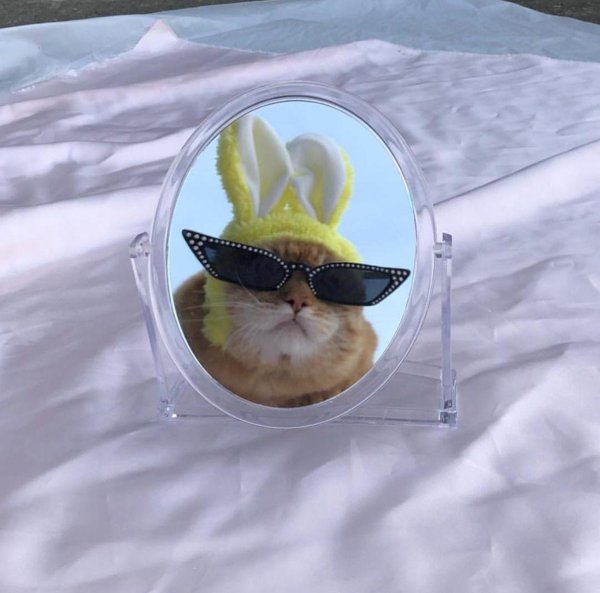 котики с очками