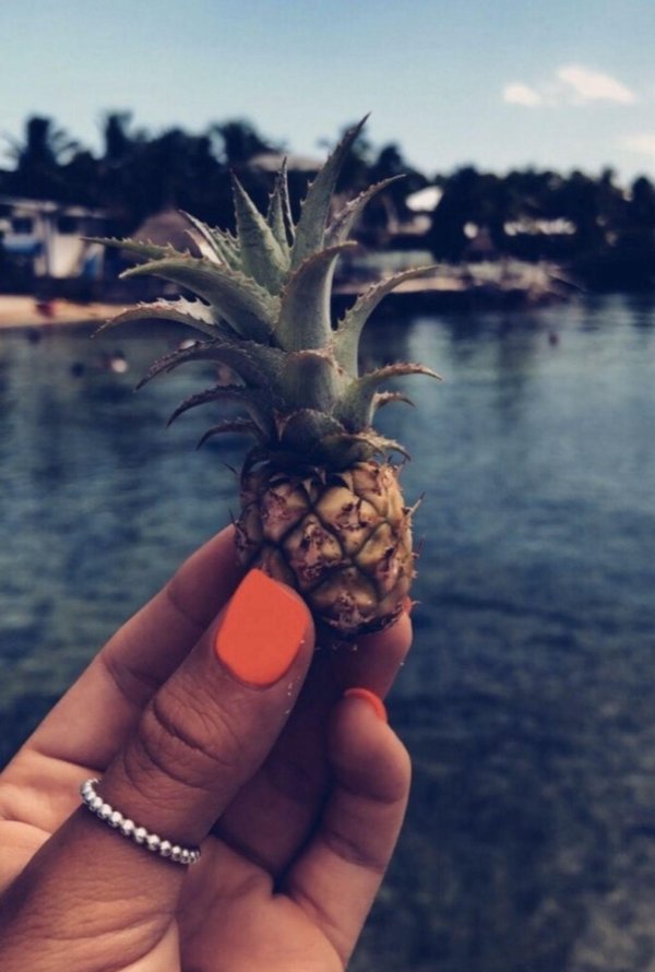 морской ананас
