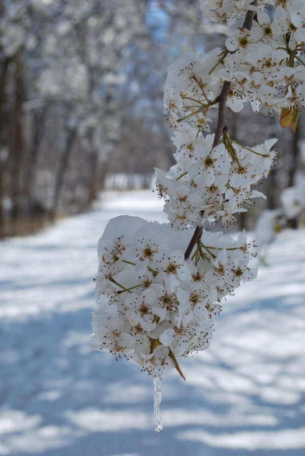 снег весной