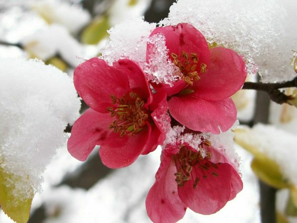 февральские цветы