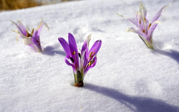 шафран долинный crocus vallicola