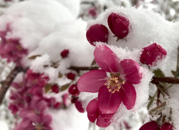 сакура зимняя вишня