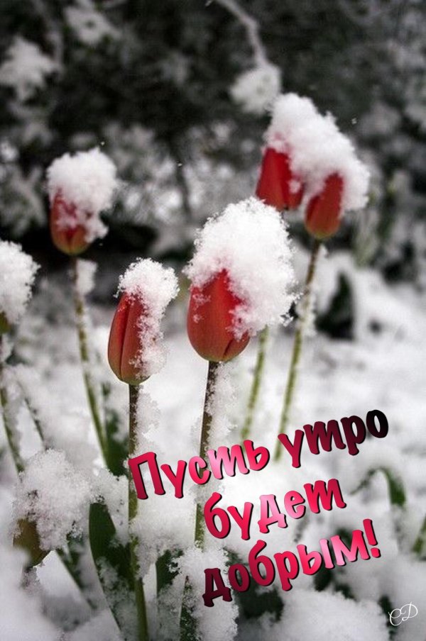 цветок под снегом