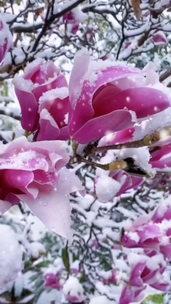 магнолии цветы