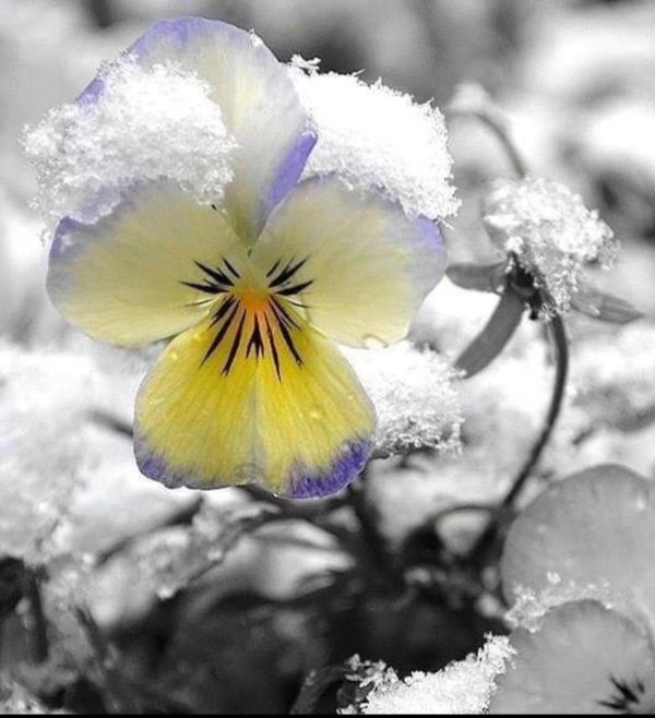 сноу флауэр